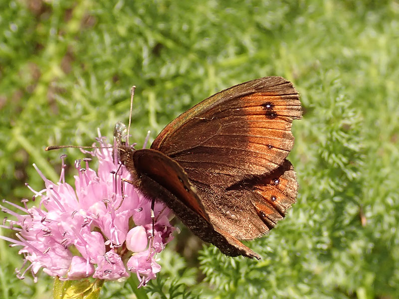 Erebia da determinare: Erebia montana